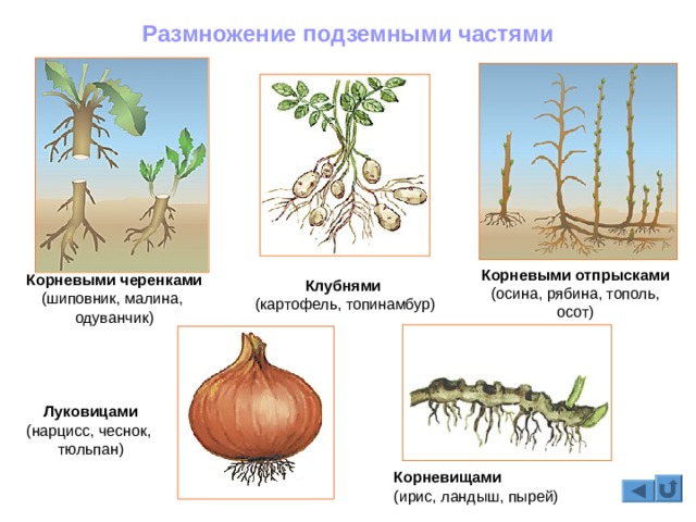 Кракен маркетплейс зеркало